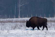 European Bison (Bison Bonasius) In Winter Royalty Free Stock Photography European Bison (Bison Bonasius) In Winter Royalty Free Stock Photography