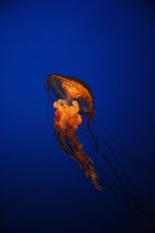 Jellyfish Stock Photography Jellyfish Stock Photography