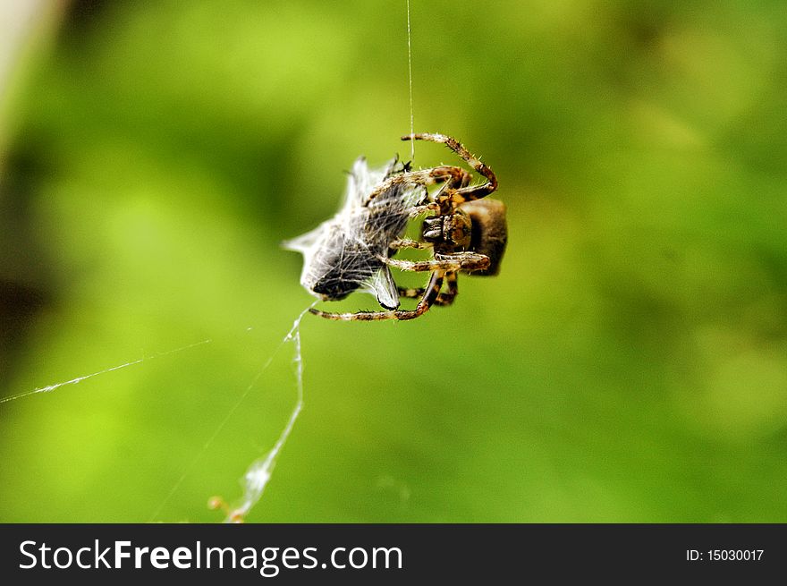 Spider at work with victim