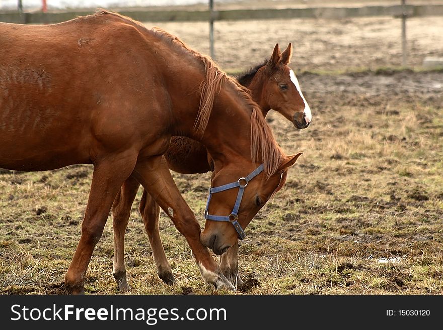 Mare With Her Foal