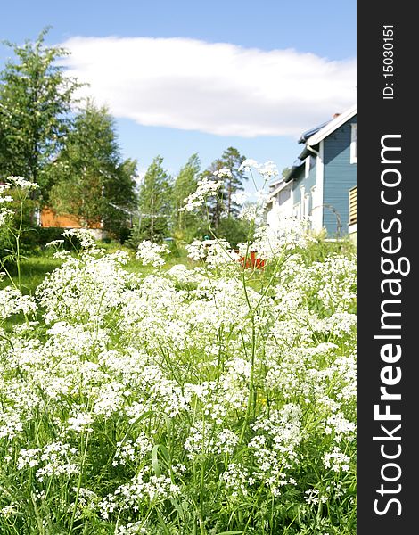 Cow parsley in a summer neigborhood