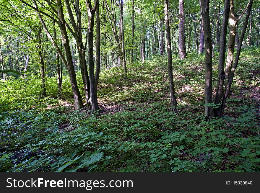 Deciduous Forest In Summer