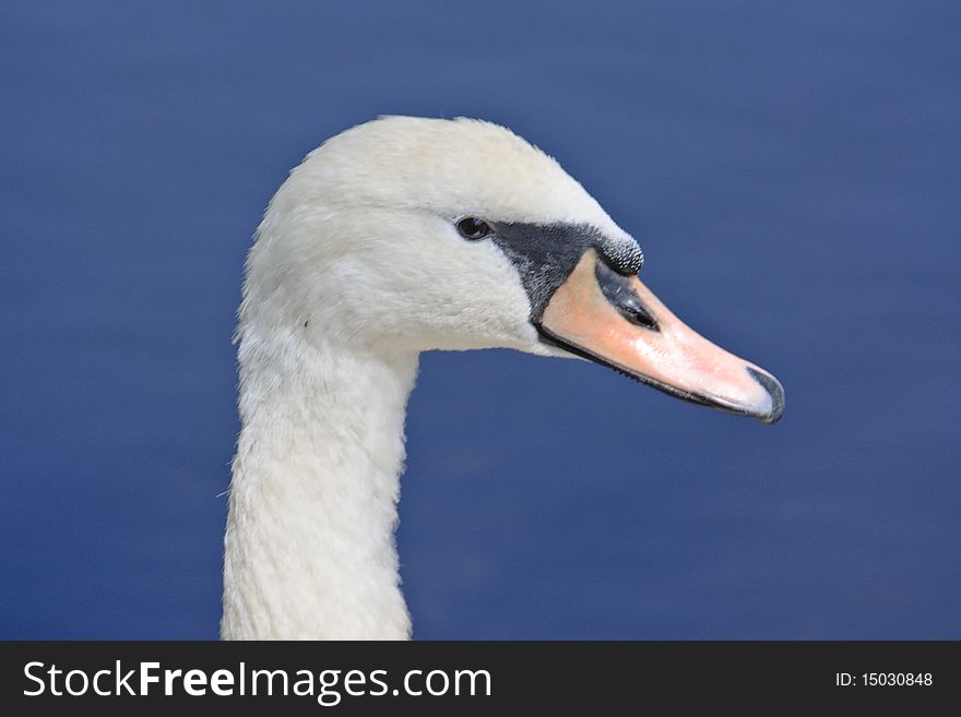 Swan on the lake