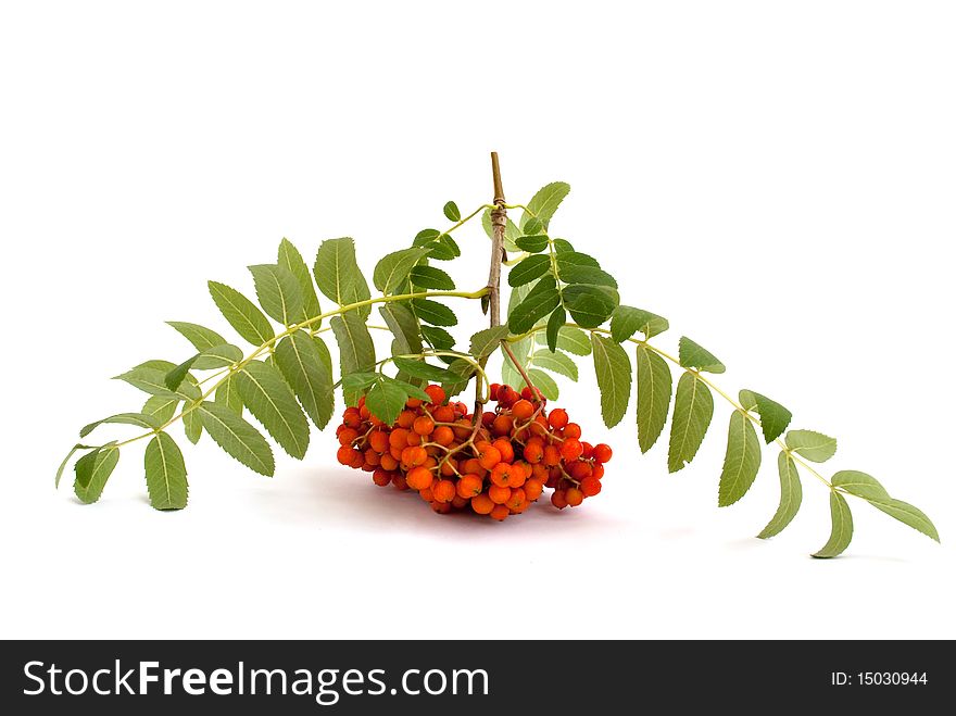 Mountain Ash branch on a white background