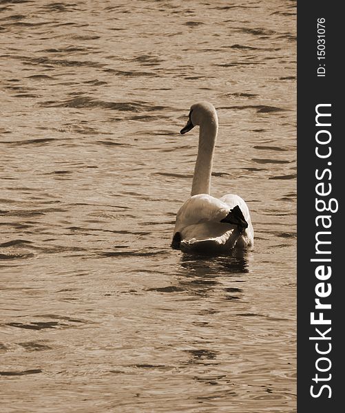 This picture of a white swan was taken in the english port of Christchurch, England. This picture of a white swan was taken in the english port of Christchurch, England.