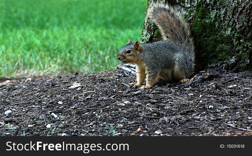 Squirrel defending tree, tail up, facing left, horizontal