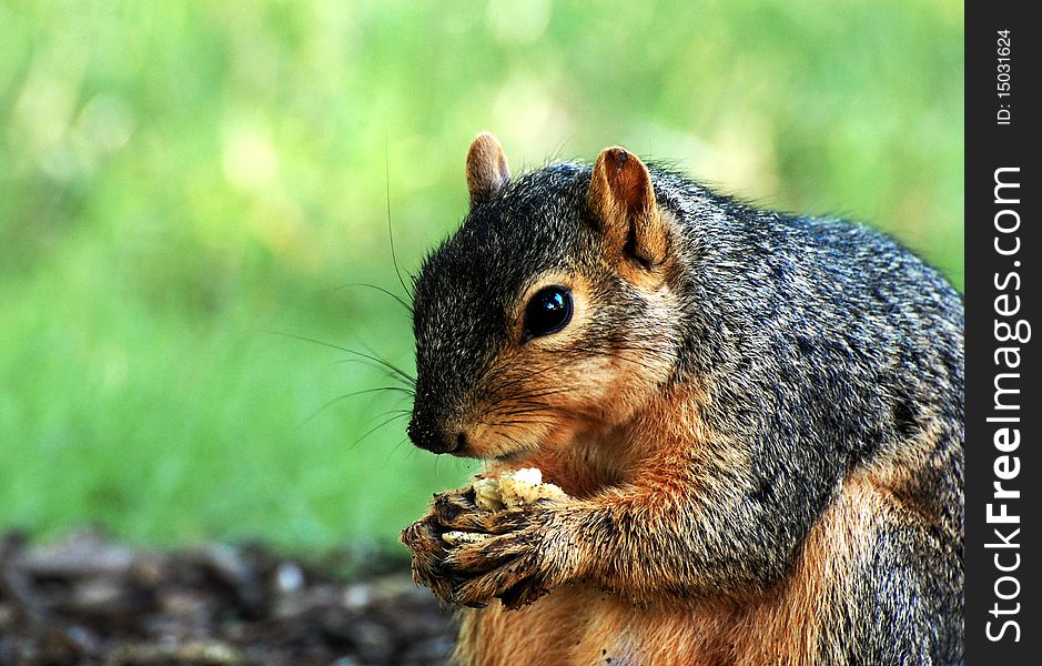 Squirrel eating nut, close-up, with grass in background, horizontal. Squirrel eating nut, close-up, with grass in background, horizontal