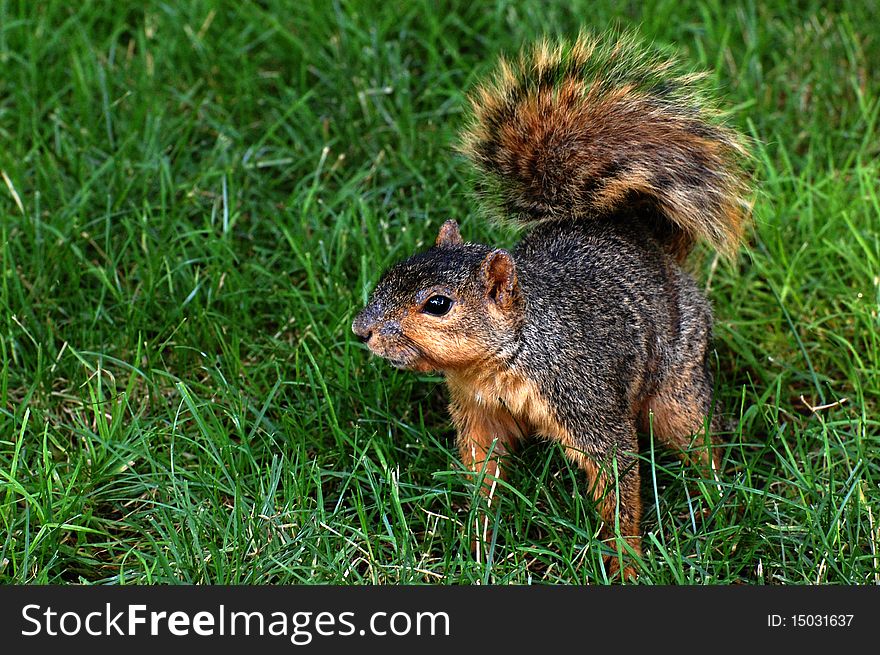 Squirrel Squatting On Grass