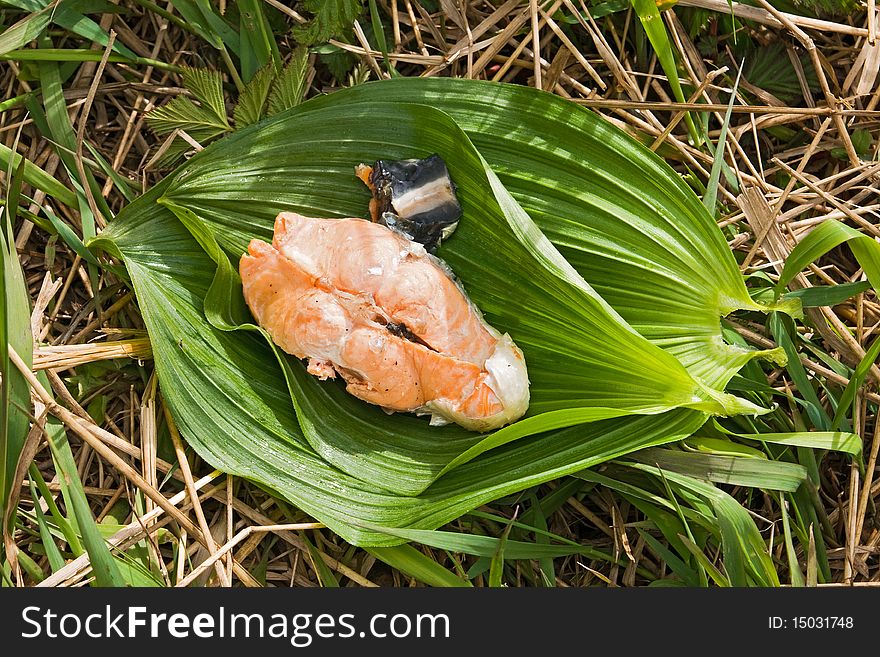 Fresh fried atlantic salmon prepared at the river. Fresh fried atlantic salmon prepared at the river