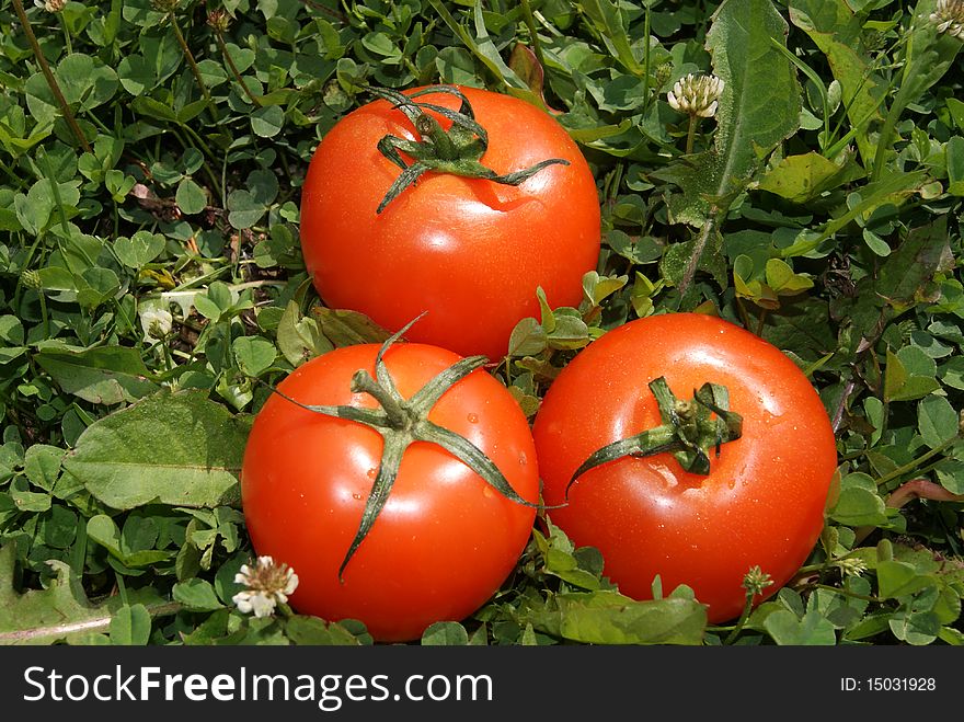 Three bright red tomatoes