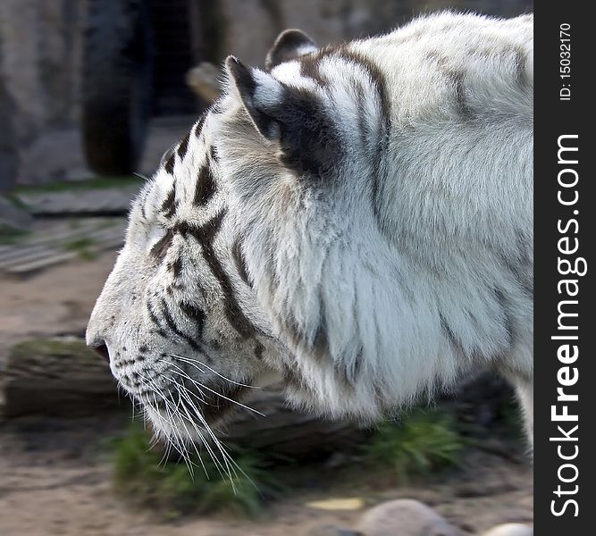 White tiger. Latin name -Panthera tigris tigris (var. alba). White tiger. Latin name -Panthera tigris tigris (var. alba)