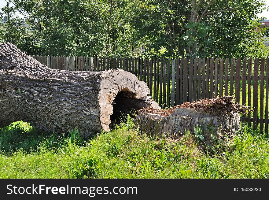 Old thick tree trunk near wooden fence. Old thick tree trunk near wooden fence