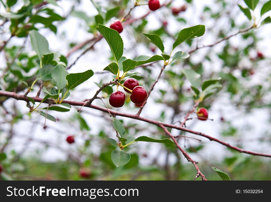 Cherry Berries On A Tree