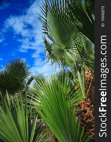 Beautiful green palm detail with cloudy sky