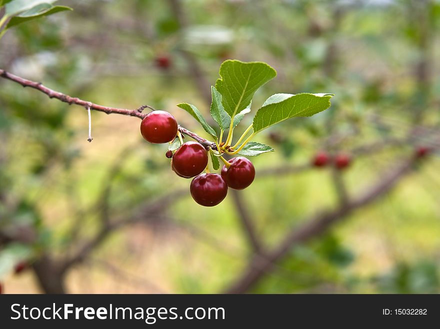 Cherry berries on tree. Ripe berries on branch. Cherry berries on tree. Ripe berries on branch.