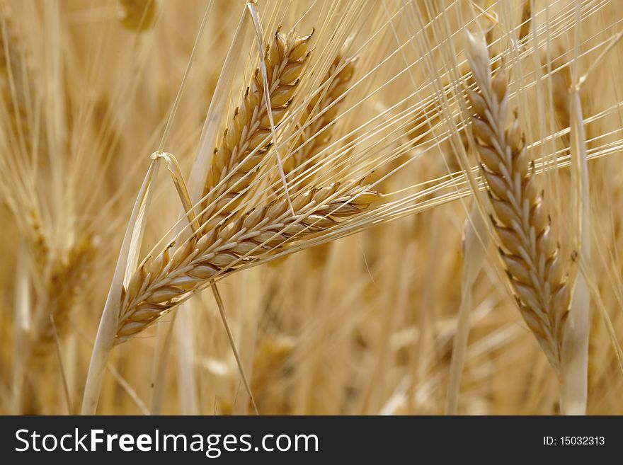 Wheat on field, detail, macro