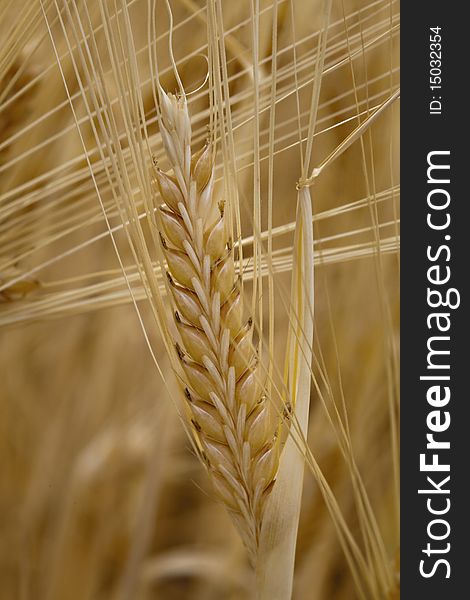 Wheat on field, detail, macro