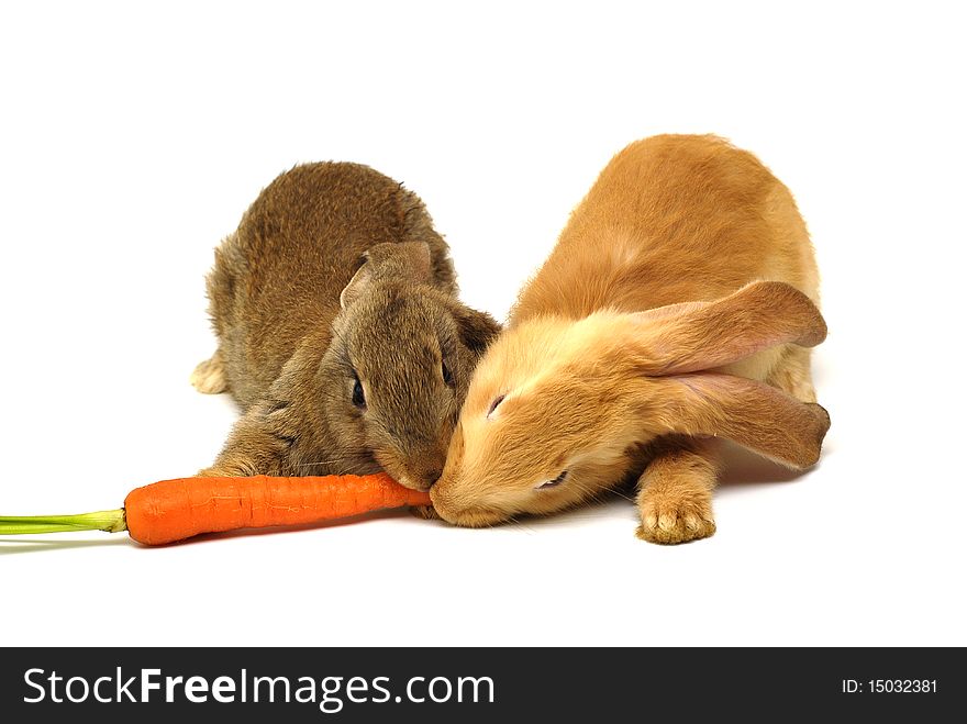 Two rabbit eating the carrot on the white background. Two rabbit eating the carrot on the white background