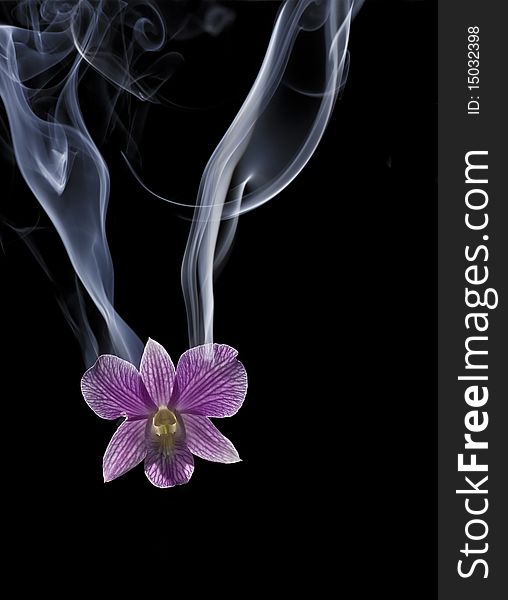 A single purple denbronium orchid with trailing smokes at the back, both on a black background. A single purple denbronium orchid with trailing smokes at the back, both on a black background.