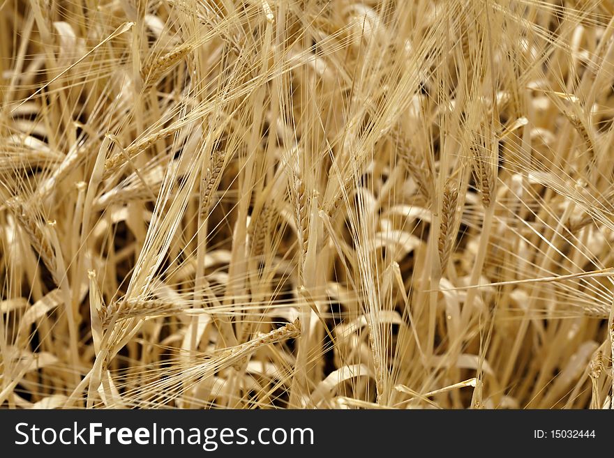 Wheat on field, detail, corn