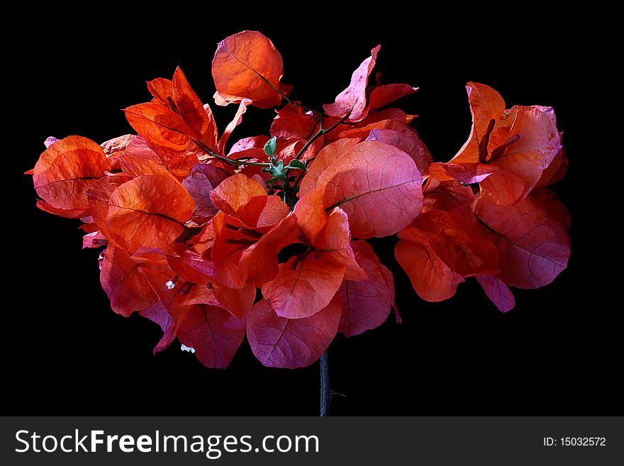 Blossoming ornamental plant used as a green hedge.