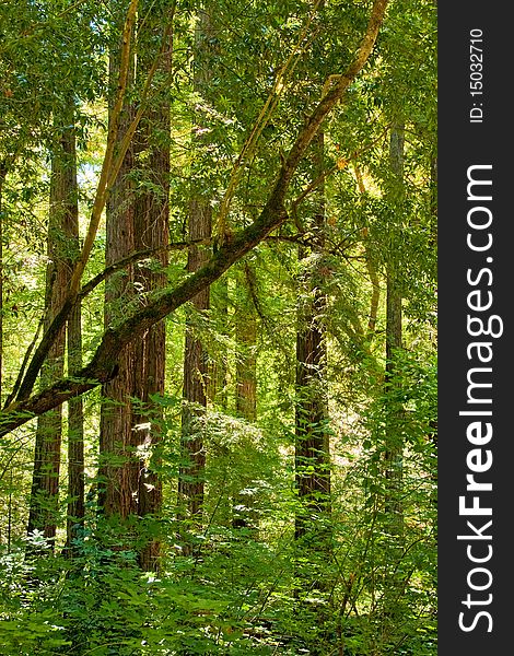 This is a midday shot of sunlight streaming through a gove of Redwood trees. This is a midday shot of sunlight streaming through a gove of Redwood trees.