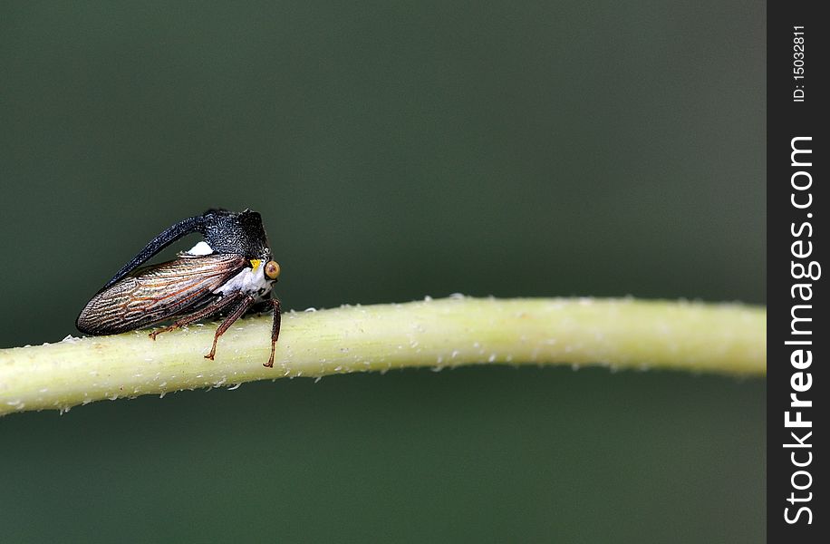 Small insect setting on the stem