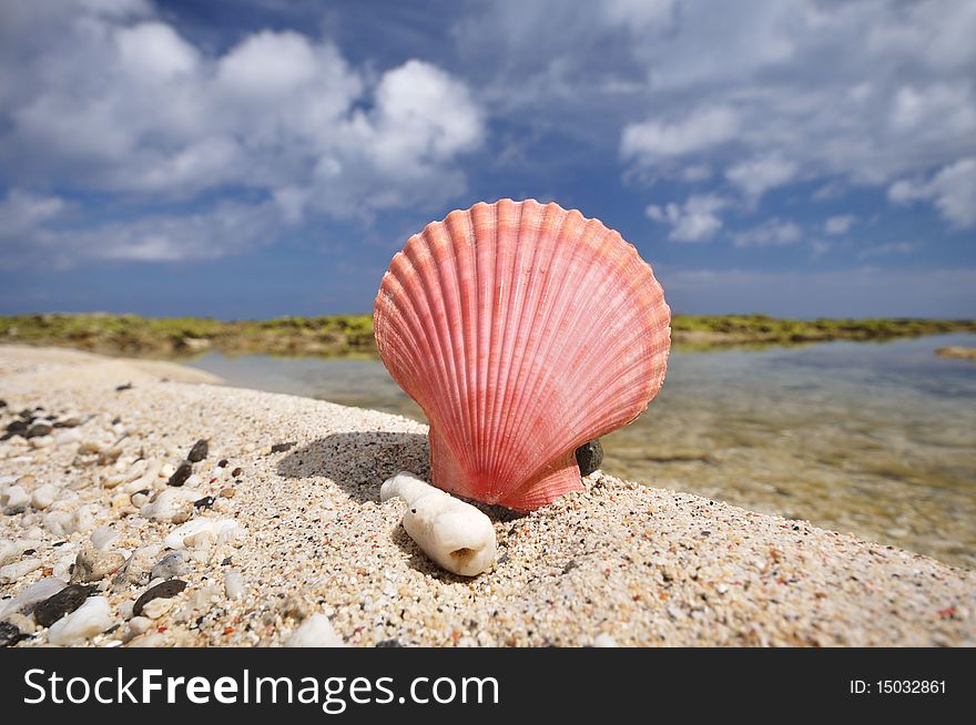 A pink shellfish on the beach