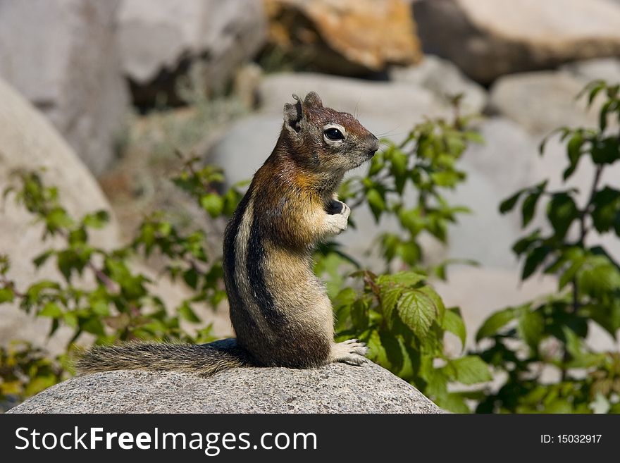 Chipmunk staying under the sun in the National Park of the Yellowstone