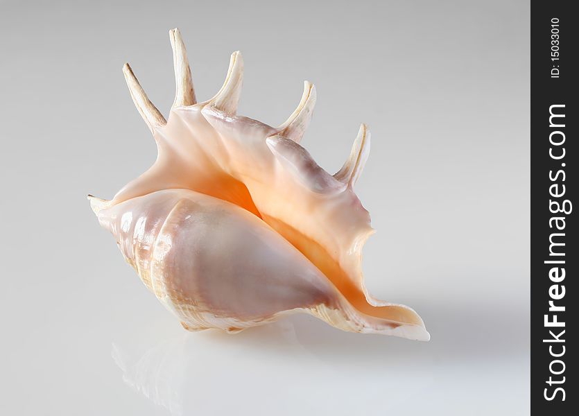 A lovely conch shell on gray background