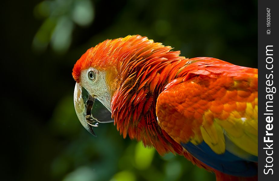 Parrots, also known as psittacines are birds of the roughly 372 species in 86 genera that make up the order Psittaciformes, found in most warm and tropical regions.