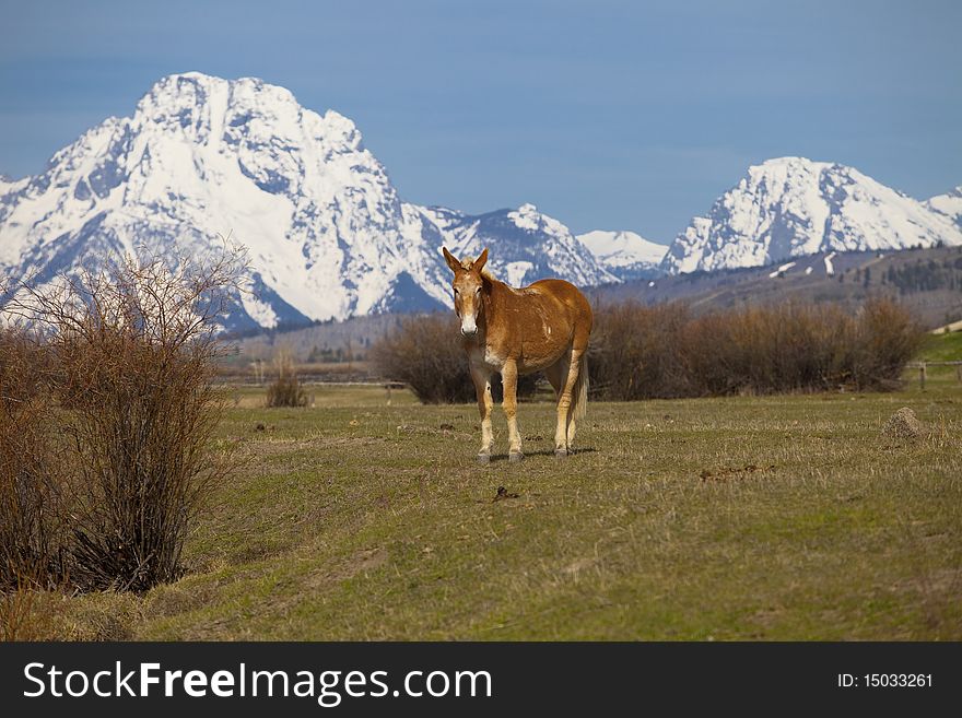 Lonely horse in Wyoming with the Grand Tetons mountain at the back