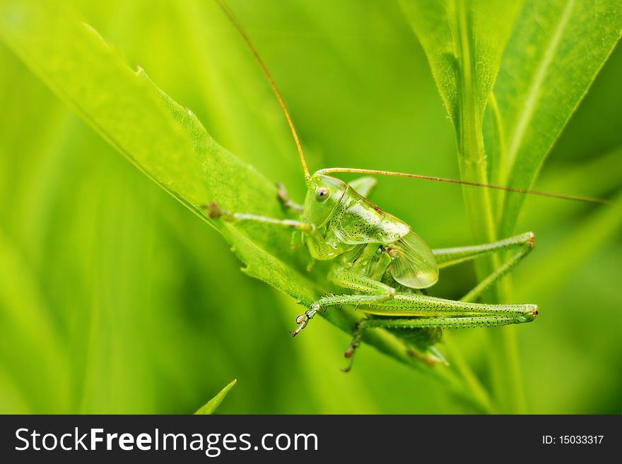 Grasshopper on a green leaf