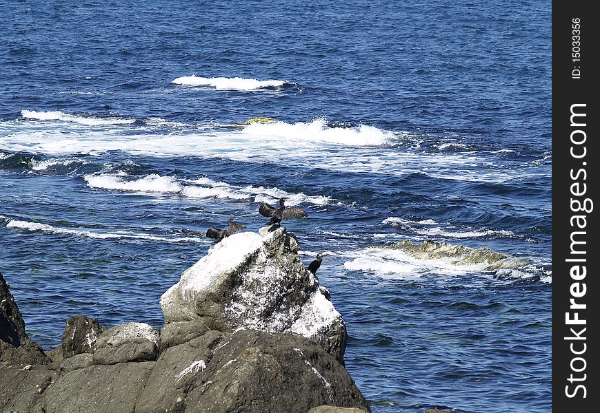 Gulls on a cliff near the beach. Gulls on a cliff near the beach