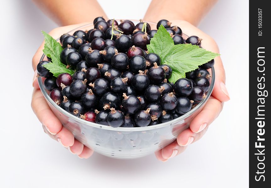 Crockery with black currant in woman hands. Isolated on a white. Crockery with black currant in woman hands. Isolated on a white.