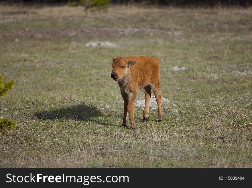 Baby Buffalo Bison