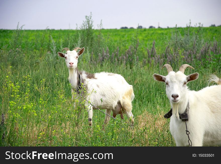 Two goats graze in the summer