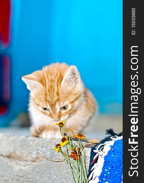 Cute red kitten smelling flowers.