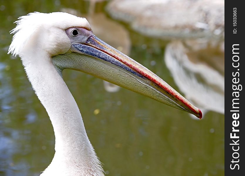 White pelican 5