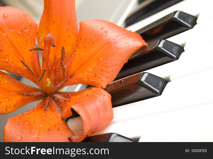 Lily On The Piano