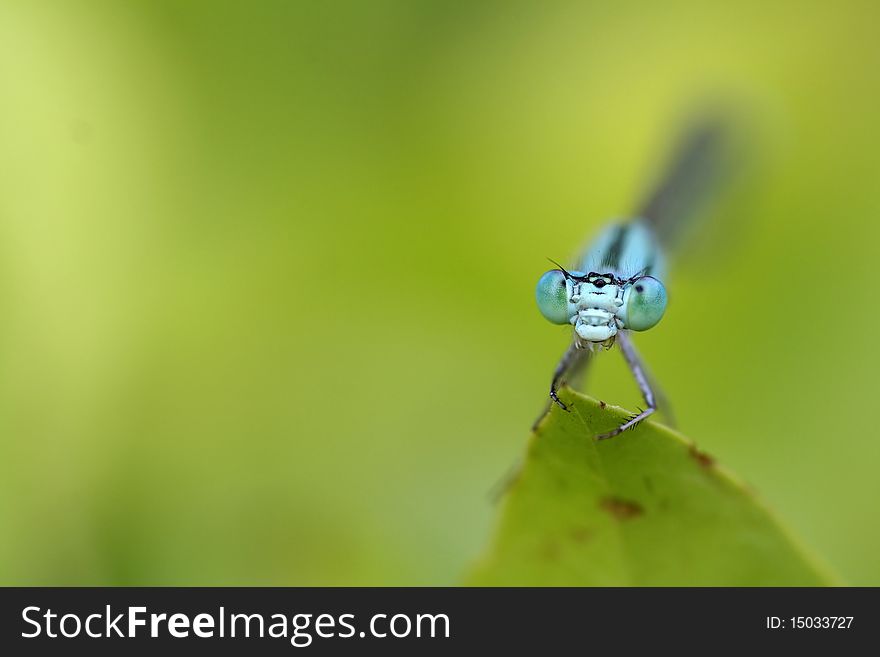 Blue damsel fly on a green leaf