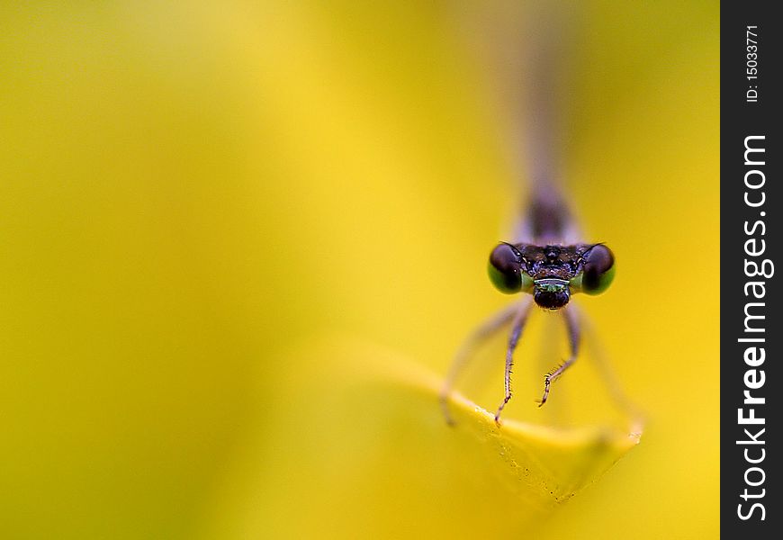 Brown green damsel fly in yellow background. Brown green damsel fly in yellow background