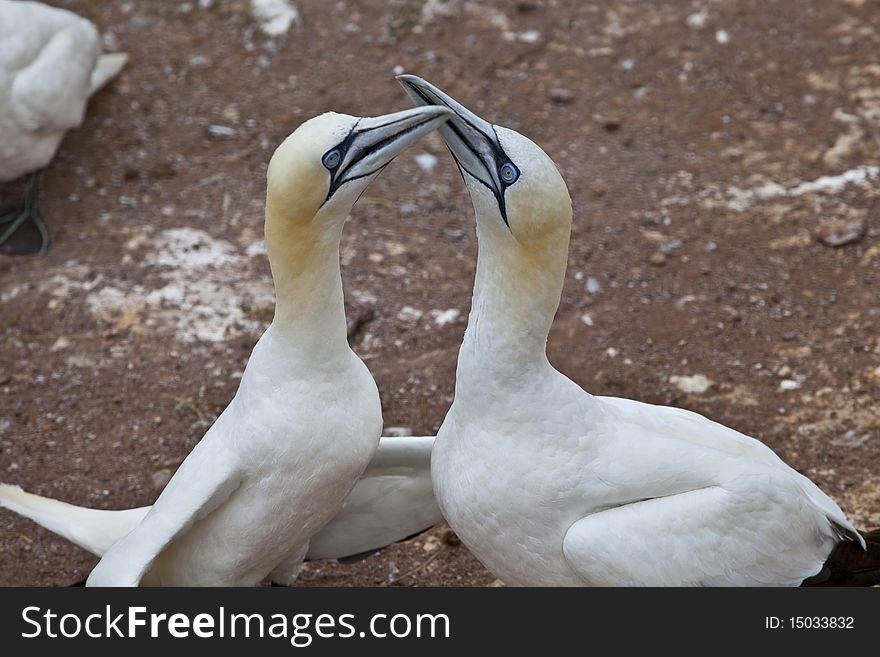 Gannet Couple Northern Morus Bassan in the island of Bonne Aventure in Gaspesie. Gannet Couple Northern Morus Bassan in the island of Bonne Aventure in Gaspesie