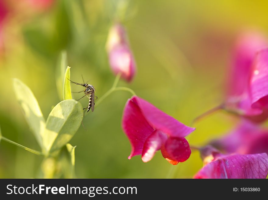 Insect and flowers