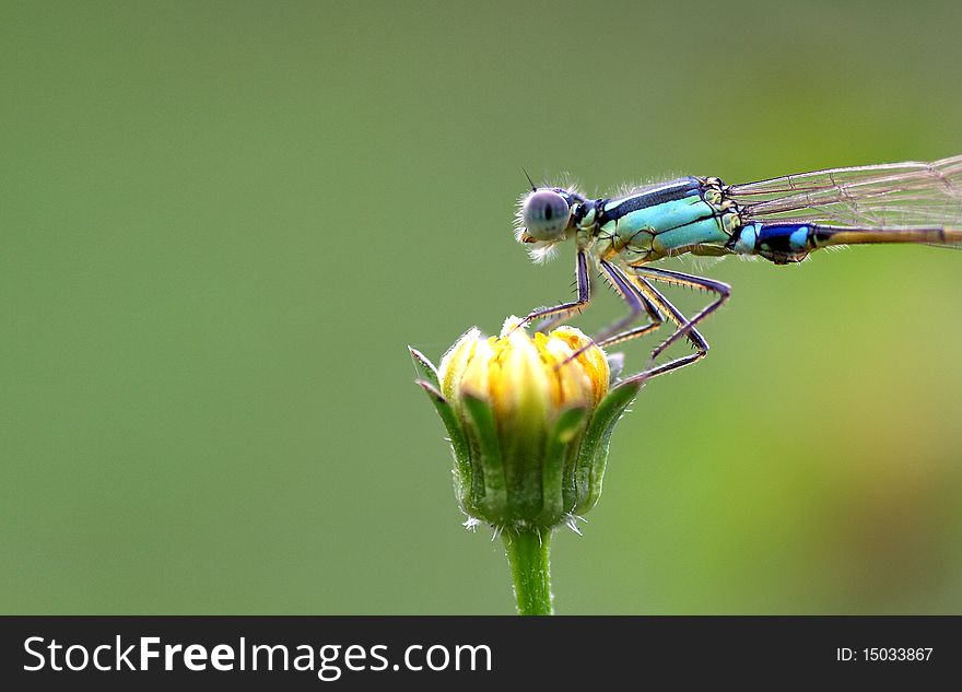 Blue damsel fly on a flower in garden. Blue damsel fly on a flower in garden