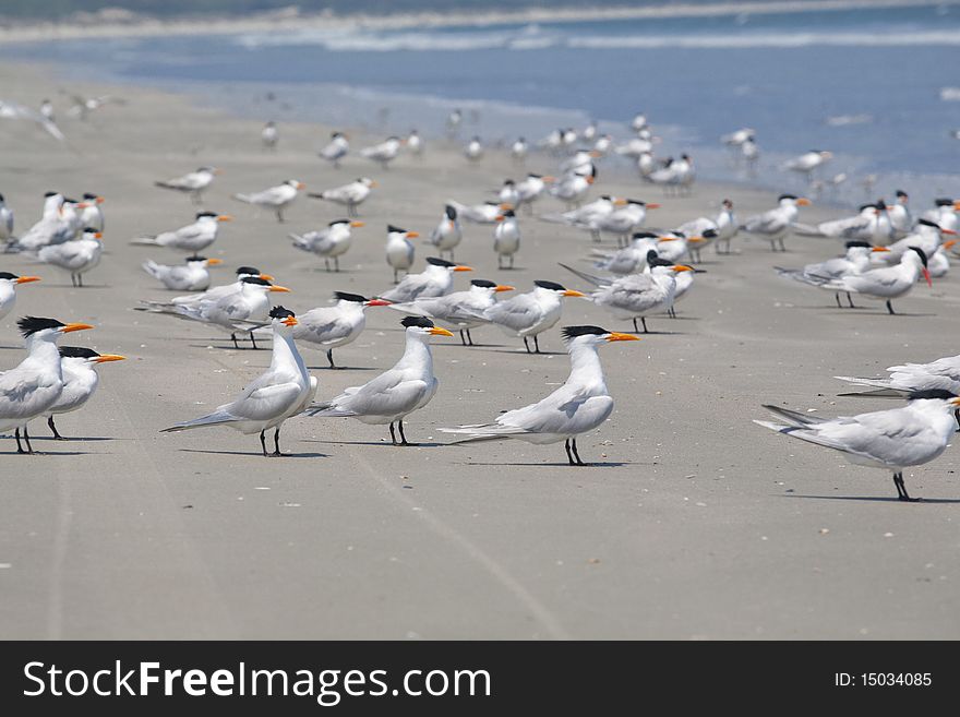 Royal Tern birds in the beach of North Carolina