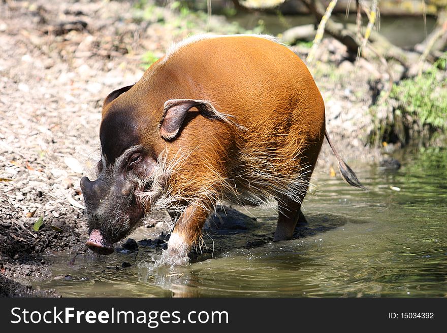 A red river hog, also known as bush pig walking through the water. A red river hog, also known as bush pig walking through the water.