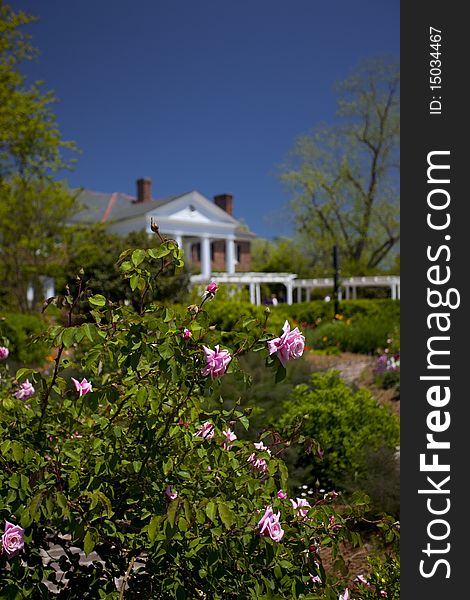 Garden Flowers