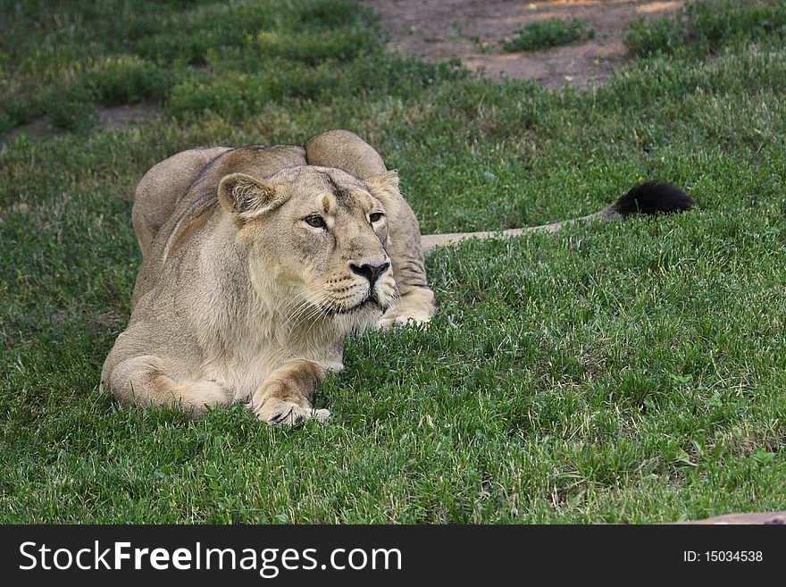 Female lion hunting at grass