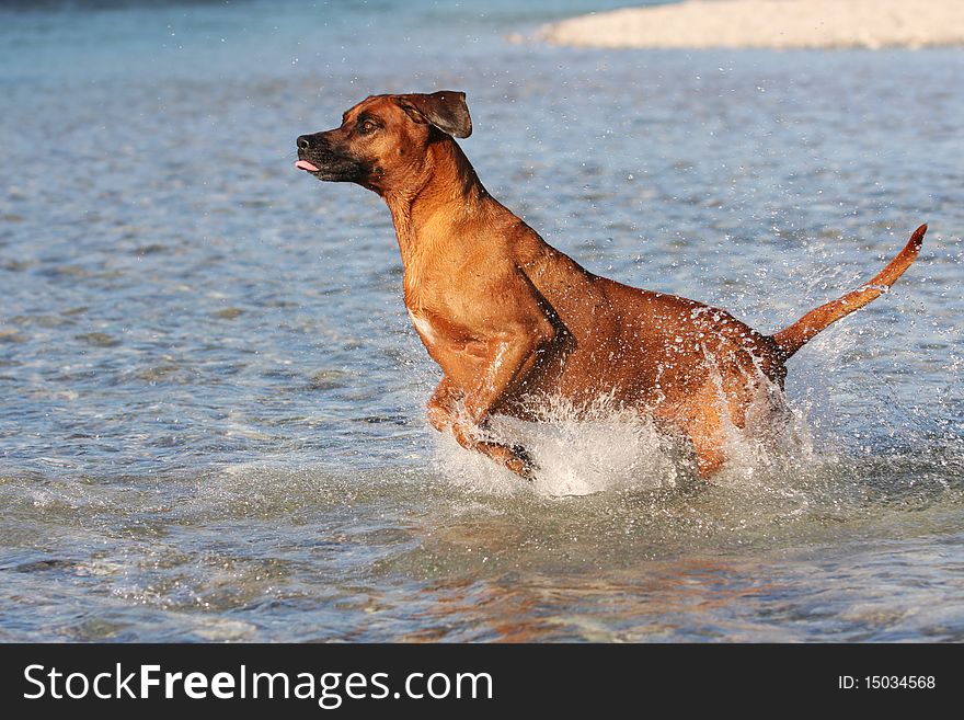 Beautiful jumping thoroughbred Rhodesian ridgeback dog with nice expression in his face in water on a sunny day. Beautiful jumping thoroughbred Rhodesian ridgeback dog with nice expression in his face in water on a sunny day.